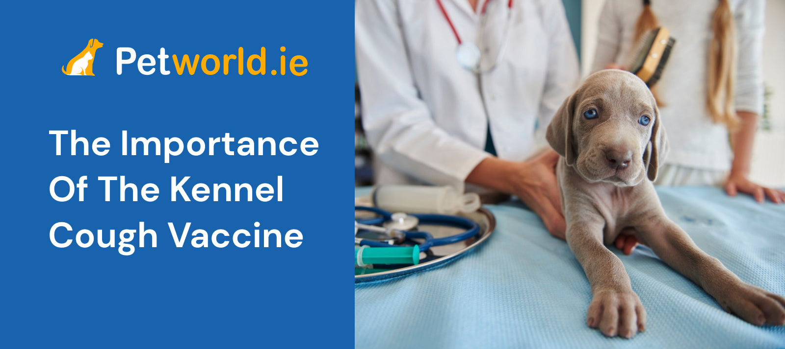 The Importance of The Kennel Cough Vaccine &VerticalLine; Petworld