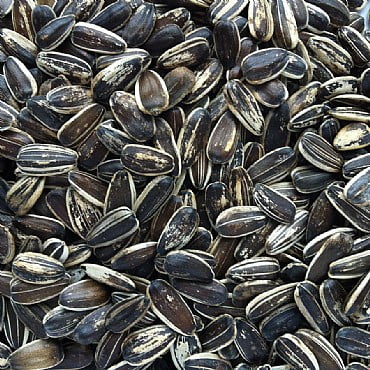 Striped Sunflower Seed 3kg - PetWorld
