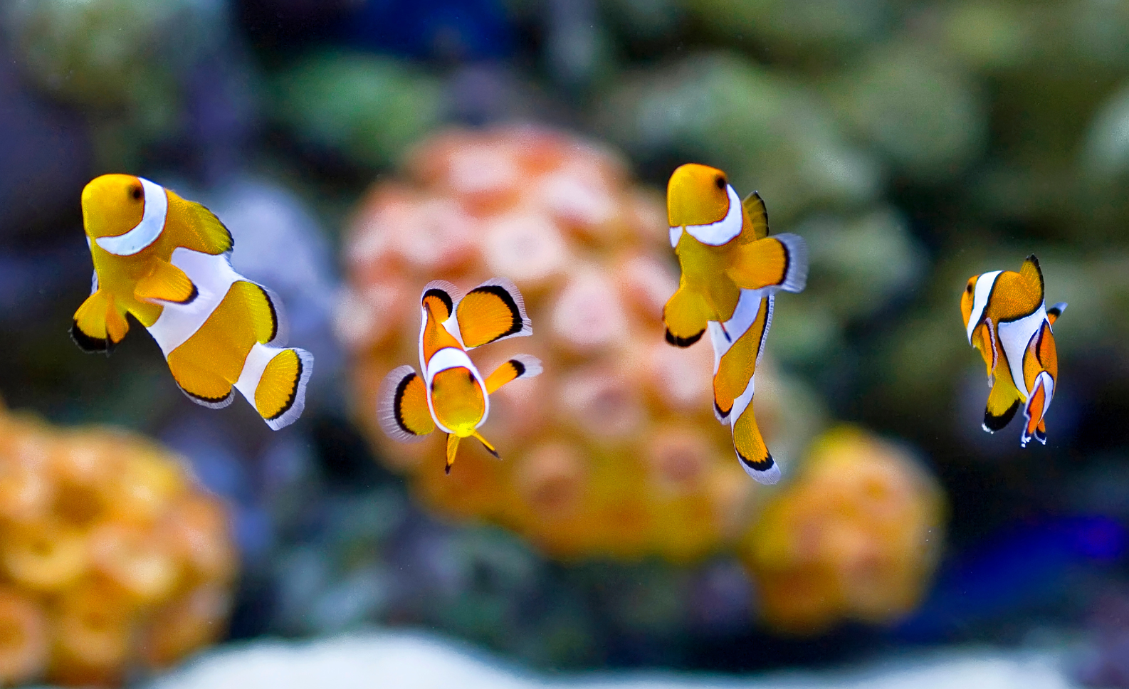 Affordable Fish Tank Supplies in Ireland | Upgrade Your Aquarium ...