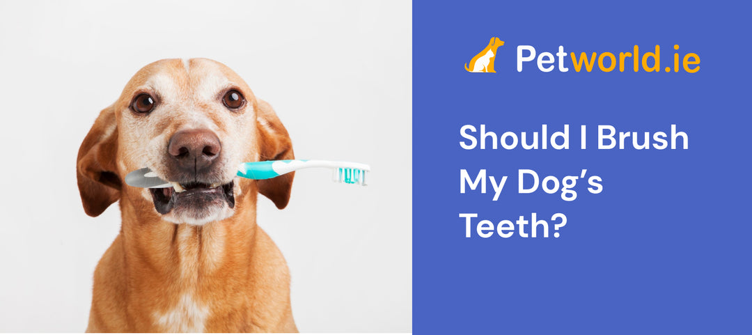 Should I Brush My Dog's Teeth?