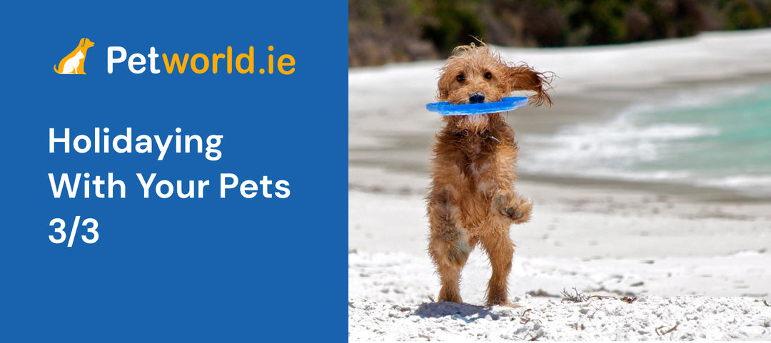guidelines to travelling with your pet