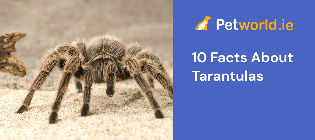 10 facts about tarantulas