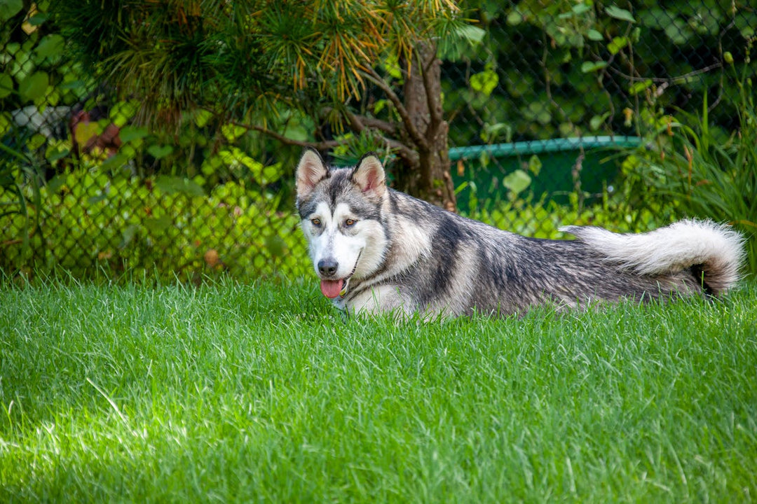 How to keep your Dog Safely inside Your Garden with the Help of Pawguard