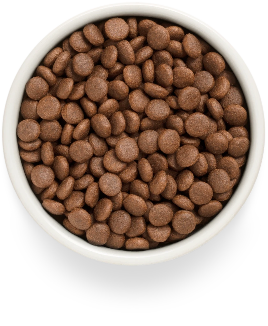 Grandorf Fresh Salmon Adult Medium & Maxi dry dog food kibble in a bowl