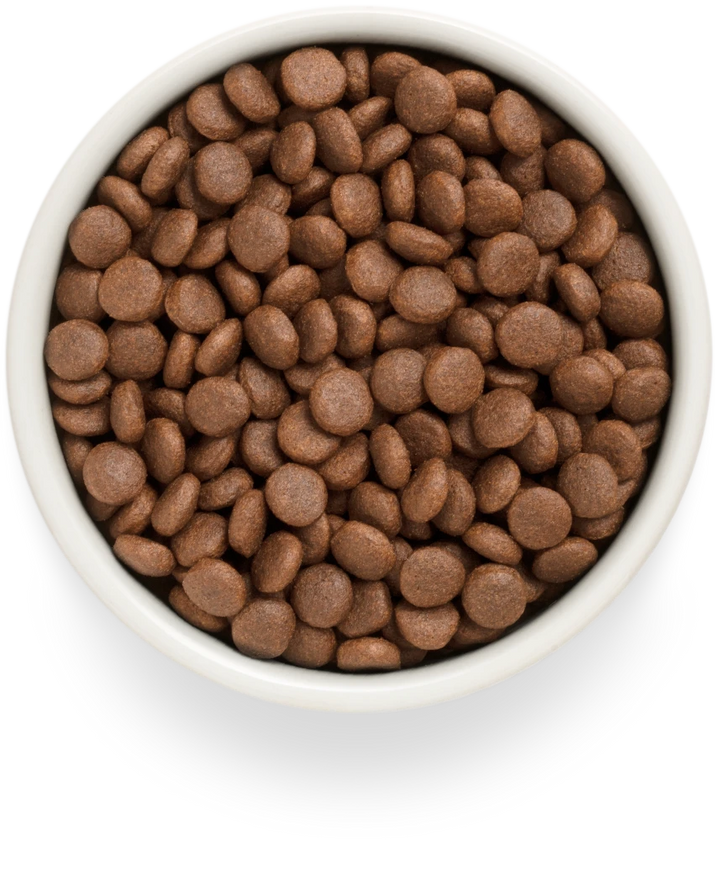 Grandorf Fresh Salmon Adult Medium & Maxi dry dog food kibble in a bowl