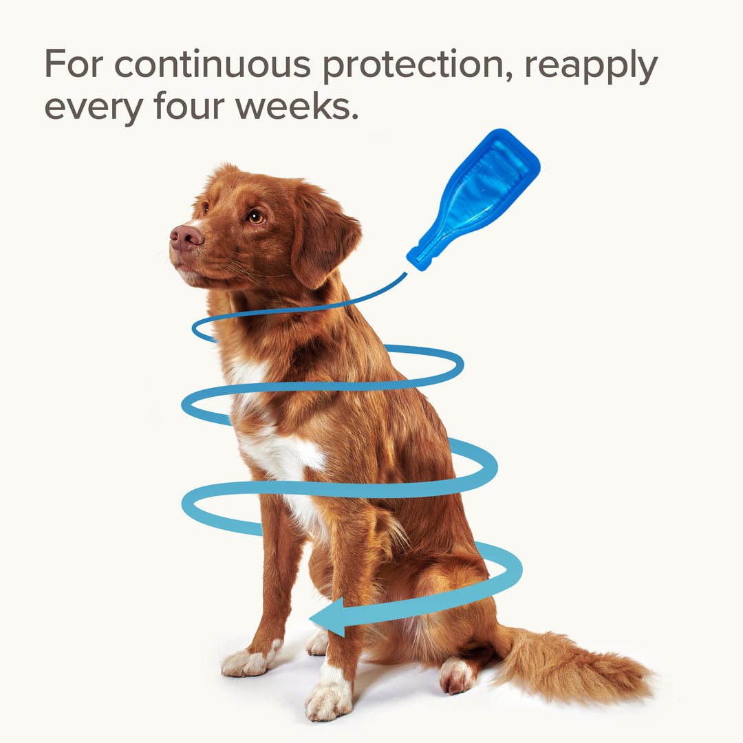 Beaphar FIPROtec: reapply every four weeks for continuous flea and tick protection