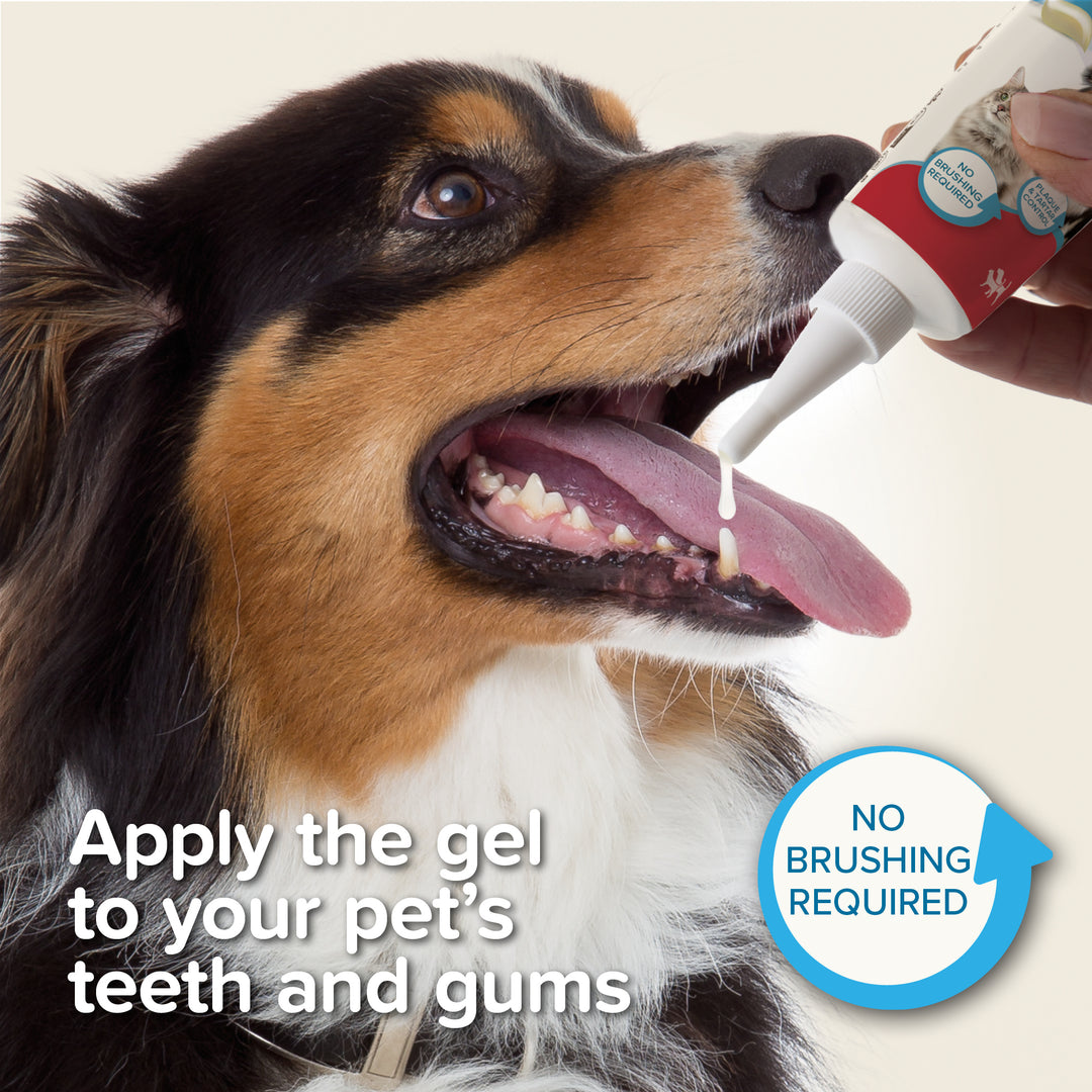 Applying Beaphar Toothgel to a dog's teeth and gums, no brushing required