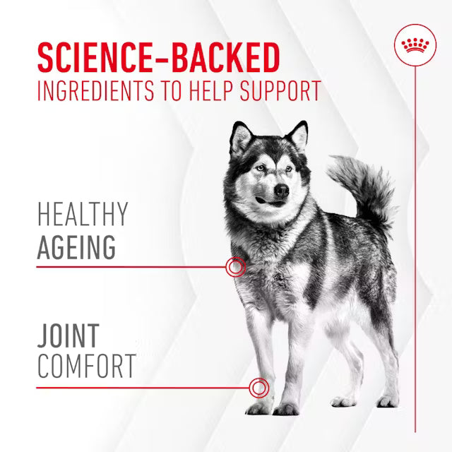 Royal Canin Joint & Ageing Supplements 240g