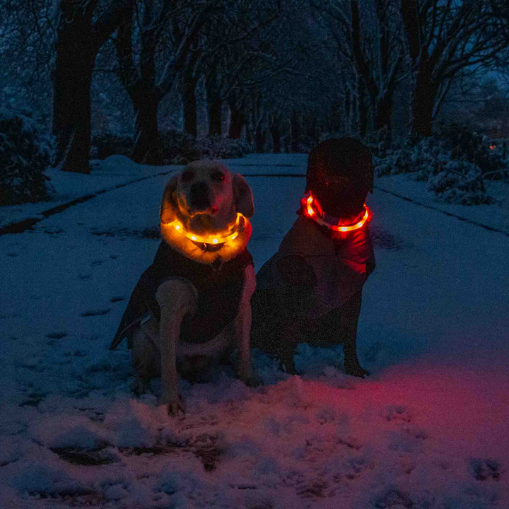 Two dogs wearing Ancol Safety Halo flashing bands on a snowy night walk