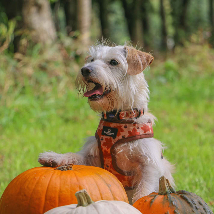 Terrier wearing the Ancol Soho Maple Leaf reversible harness outdoors with pumpkins
