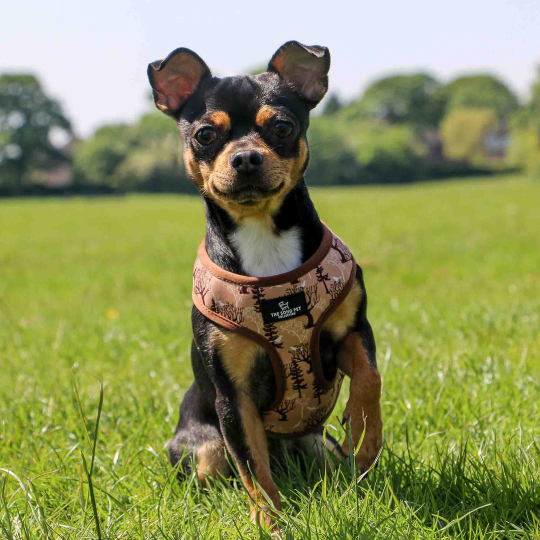 Small dog wearing the Ancol Soho harness on the Woodland side