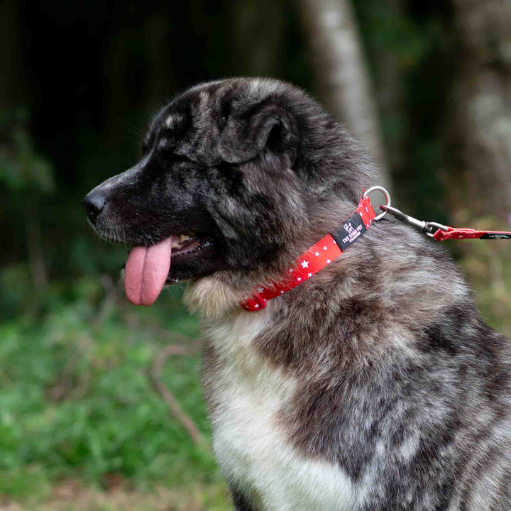 Dog wearing the Ancol Soho Star red collar with matching lead
