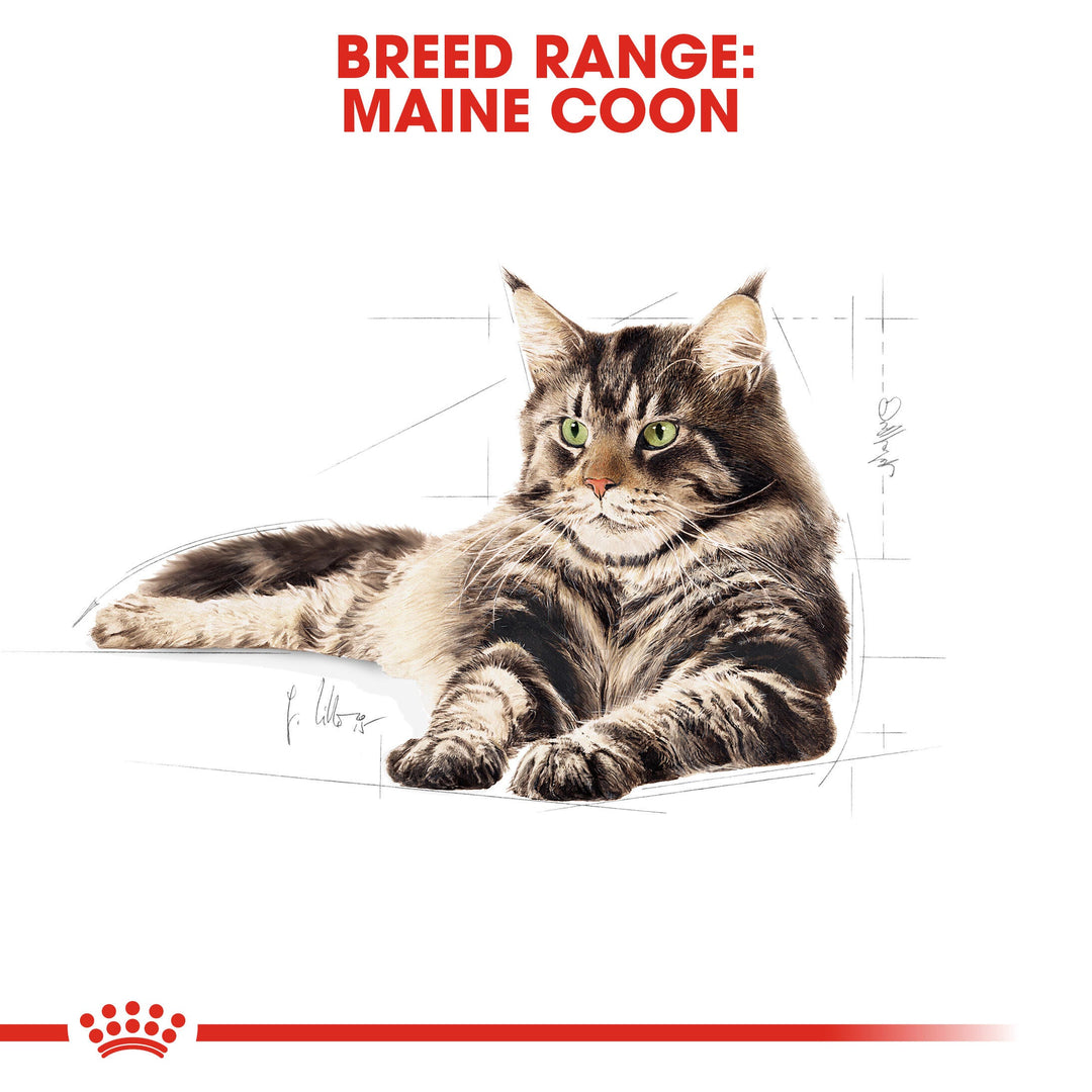 Royal Canin breed range: Maine Coon cat