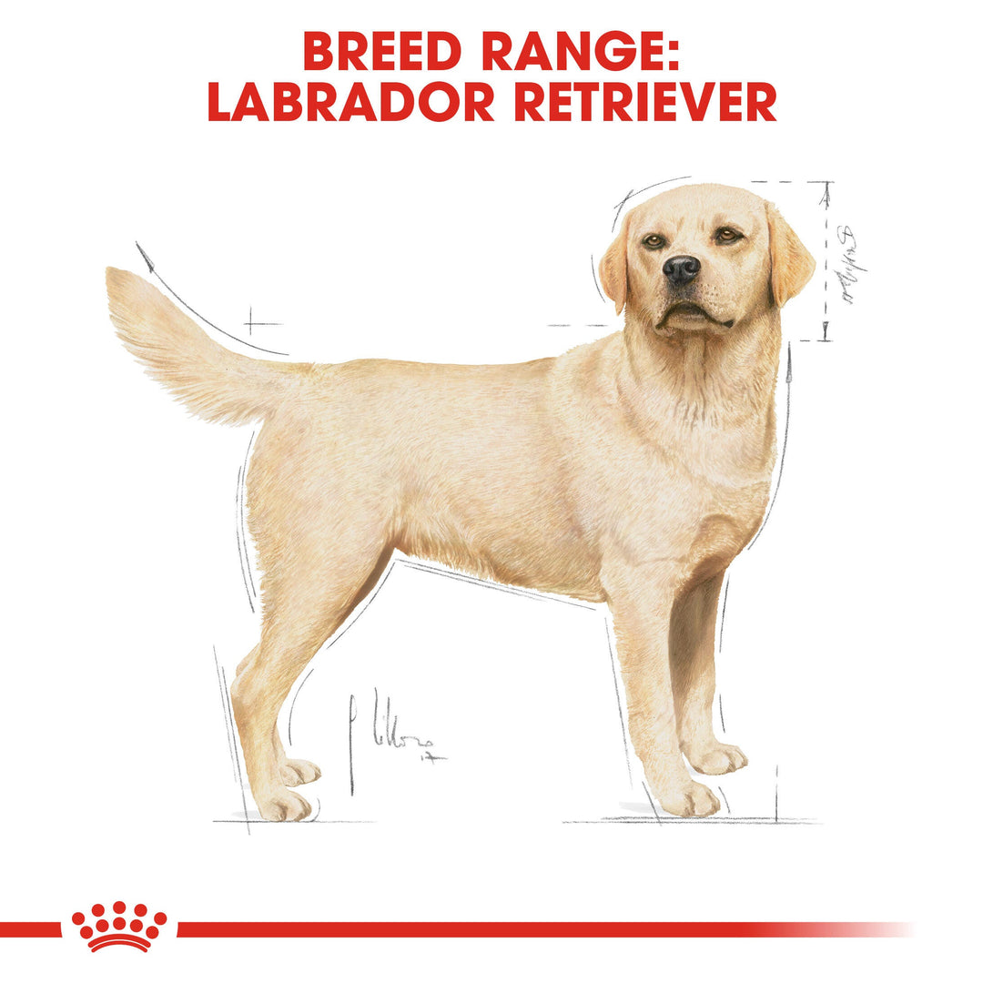 Royal Canin breed range: adult Labrador Retriever