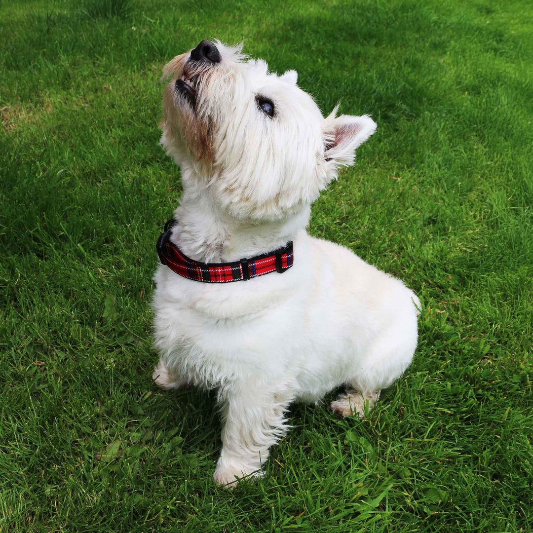 West Highland Terrier wearing the Ancol Soho Red Tartan Adjustable Dog Collar