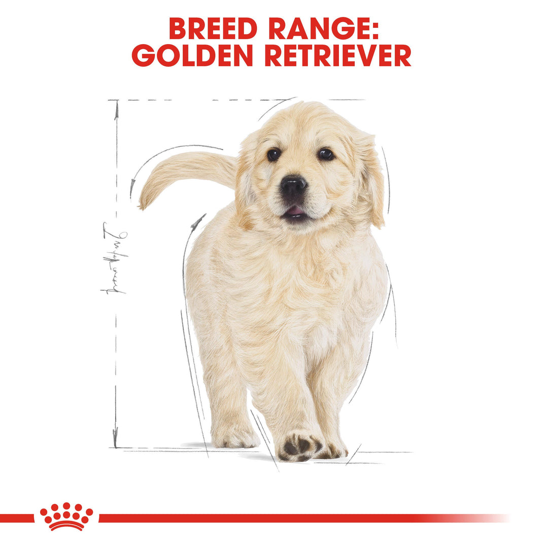 Royal Canin breed range: Golden Retriever puppy