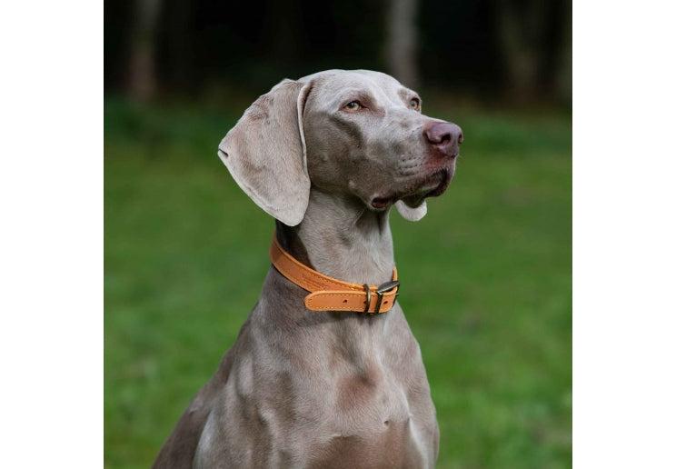 Ancol Timberwolf Leather Collar Mustard