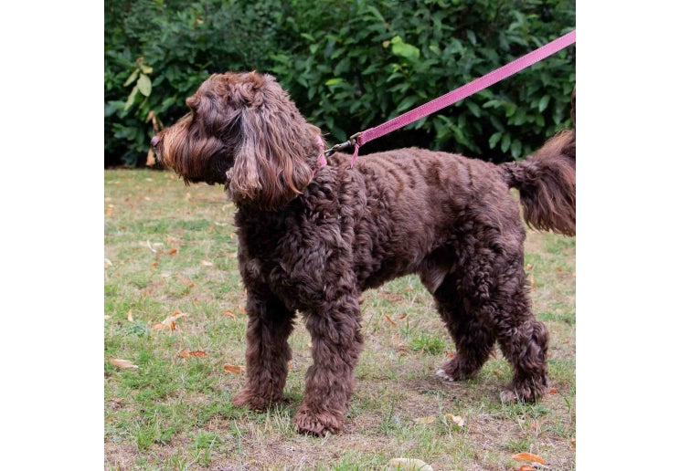 Ancol Timberwolf Leather Lead Raspberry 1mx19mm