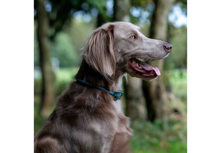 Ancol Timberwolf Rolled Collar Blue