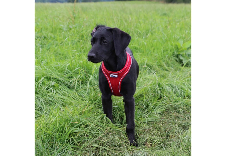 Ancol Viva Comfort Dog Harness Red