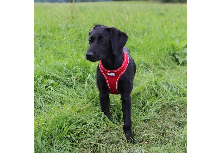 Ancol Viva Comfort Dog Harness Red