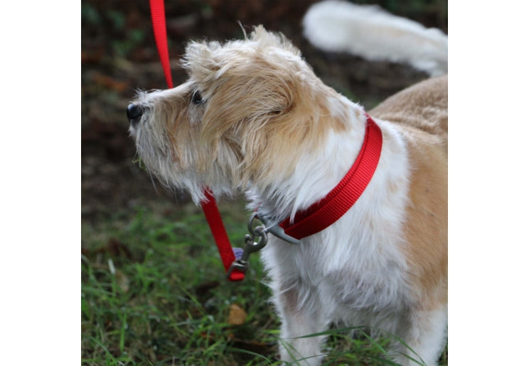 Ancol Viva Adjustable Collar Red