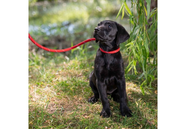 Black Labrador puppy on the Ancol Viva Reflective Rope Slip Lead in red