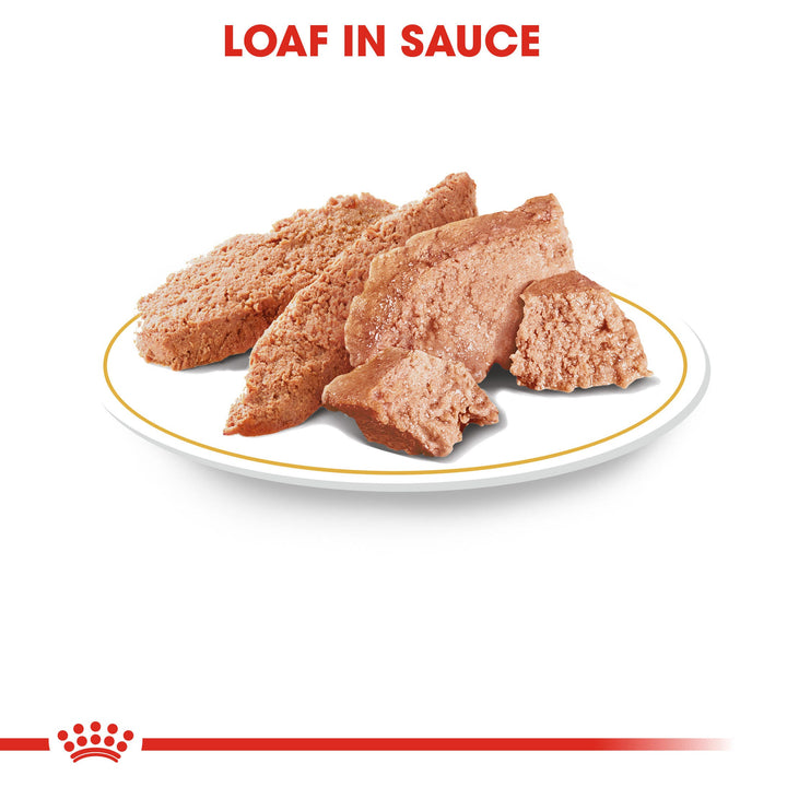 Royal Canin Poodle Adult loaf in sauce texture on a plate