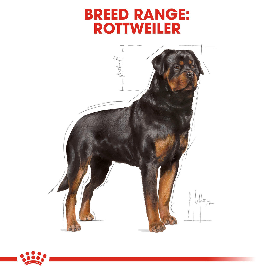Royal Canin breed range illustration of a Rottweiler