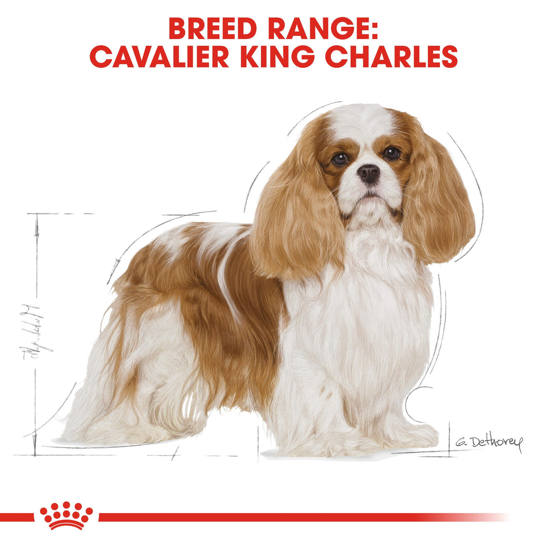 Royal Canin breed range: Cavalier King Charles Spaniel
