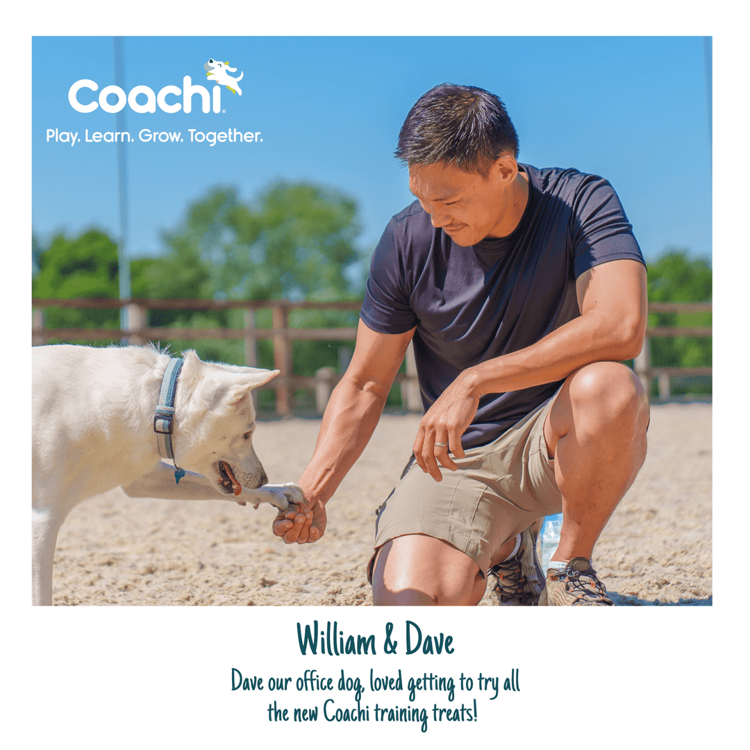Man rewarding a white dog with a Coachi training treat, Coachi lifestyle image