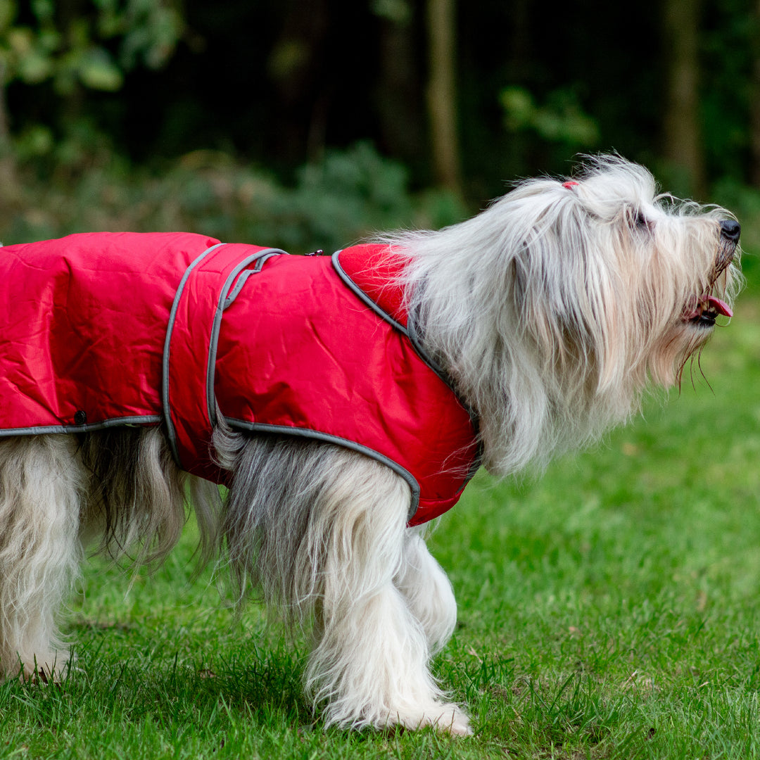 Ancol Stormguard dog coat red, side view on a Bearded Collie