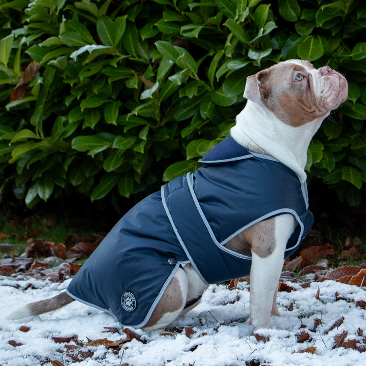 Bulldog wearing the Ancol Stormguard navy coat outdoors in the snow