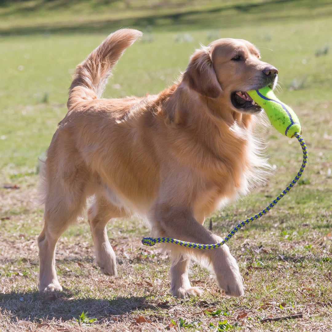 KONG AirDog Fetch Stick w/ Rope