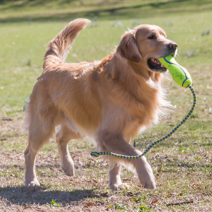 KONG AirDog Fetch Stick w/ Rope