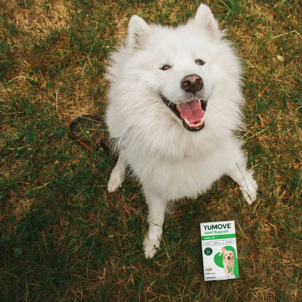 Happy white dog sitting on grass beside a pack of YuMOVE Joint Support for Adult Dogs