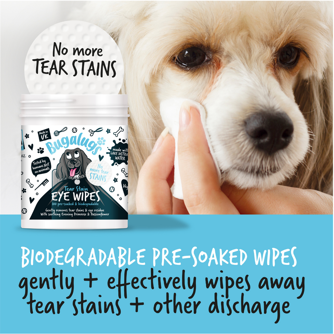 Bugalugs biodegradable pre soaked eye wipe being used to clean tear stains on a white dog