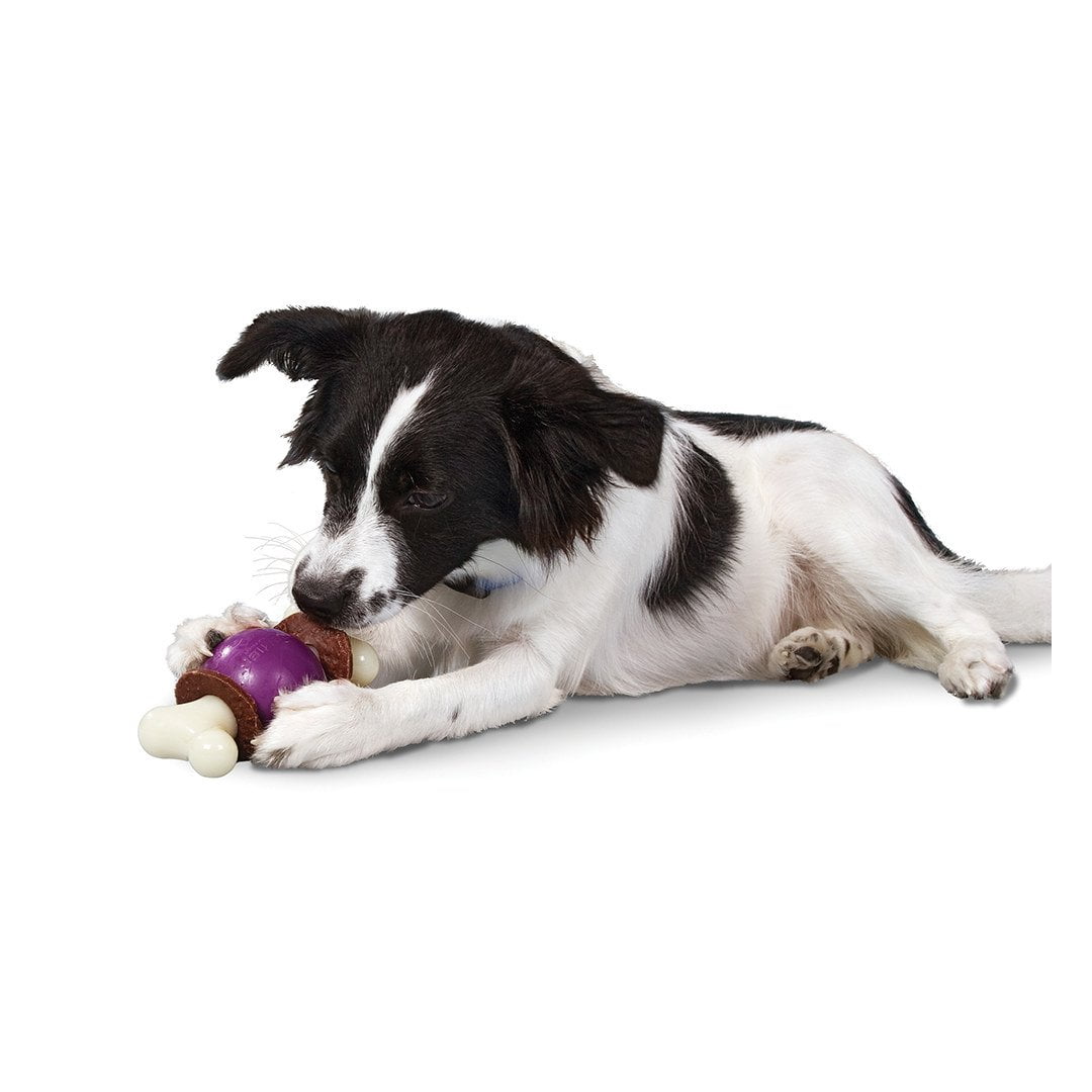 Busy Buddy Bouncy Dog Bone Treat Toy - PetWorld