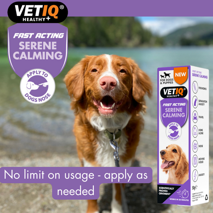 Happy dog by a lake with VetIQ Serene Calming ointment: no limit on usage, apply as needed