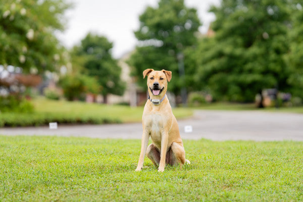 Petsafe Classic In-ground Fence