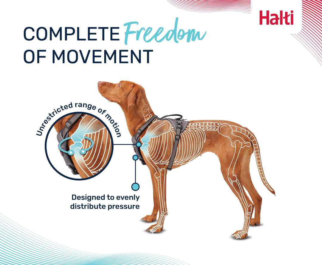 Halti Anatomy Dog Harness