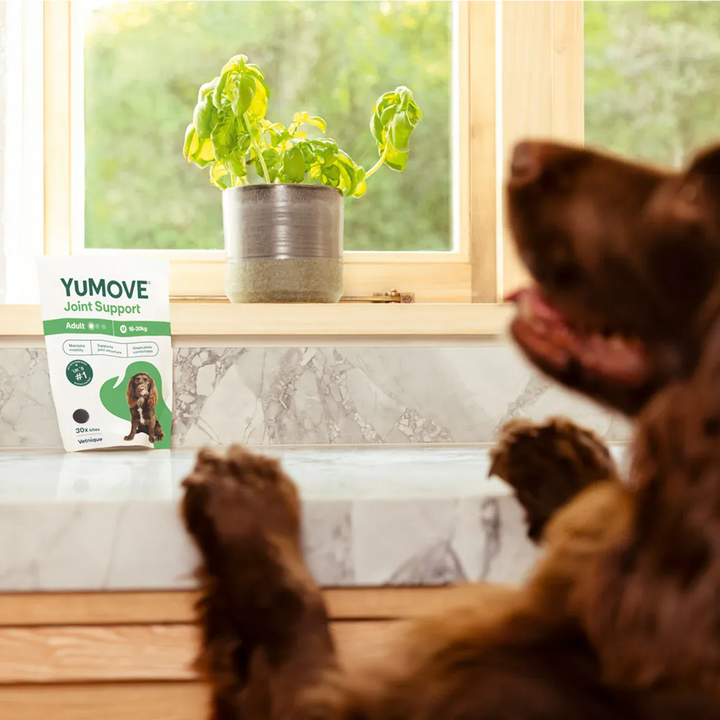 YuMOVE Joint Support pouch on a windowsill beside a happy dog