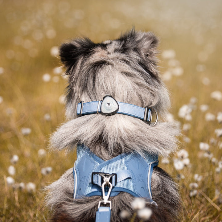 Dog wearing a Max and Molly Soundshield tick and flea repeller on its harness