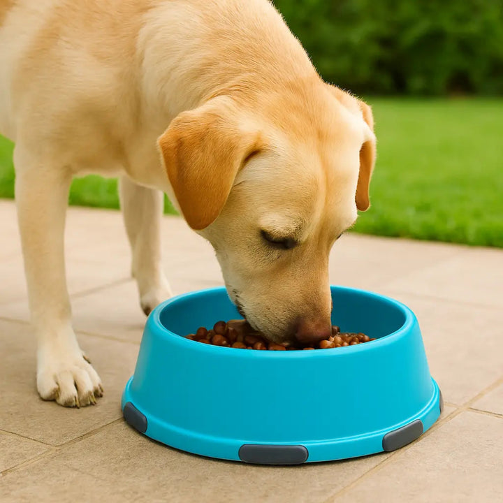 Moderna Smarty Medium Dog Bowl 750mL