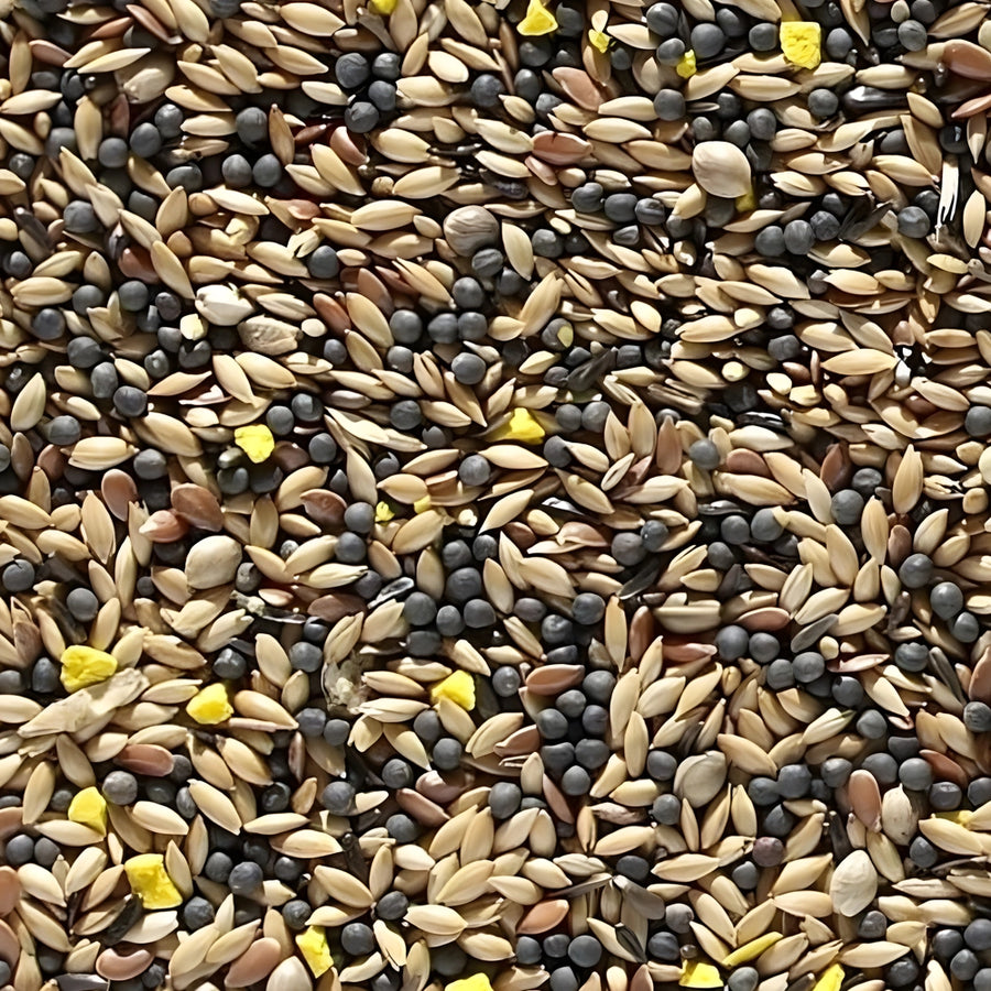 Close-up of a mix of seeds including sunflower, flax, and canola for canaries.