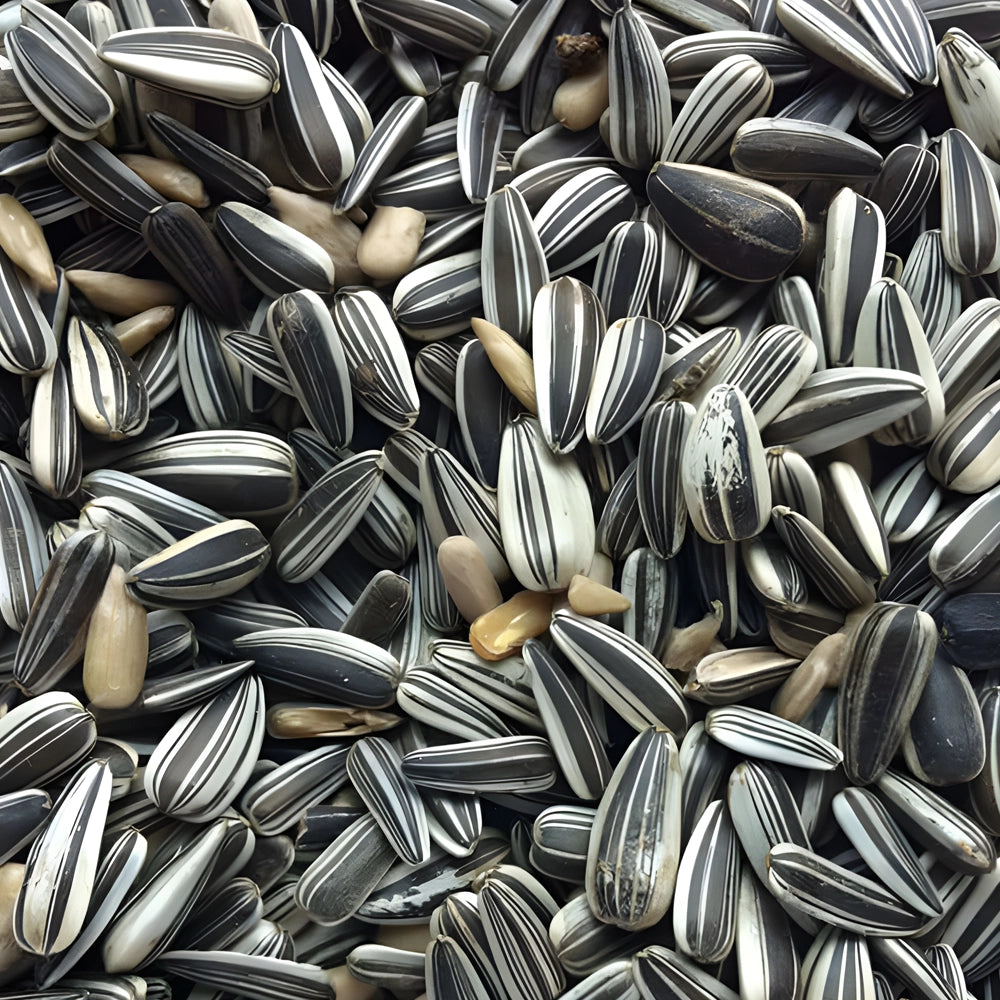 Close-up of sunflower seeds with black and white stripes for wild birds.