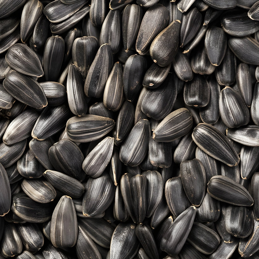 Close up of black sunflower wild bird seeds.