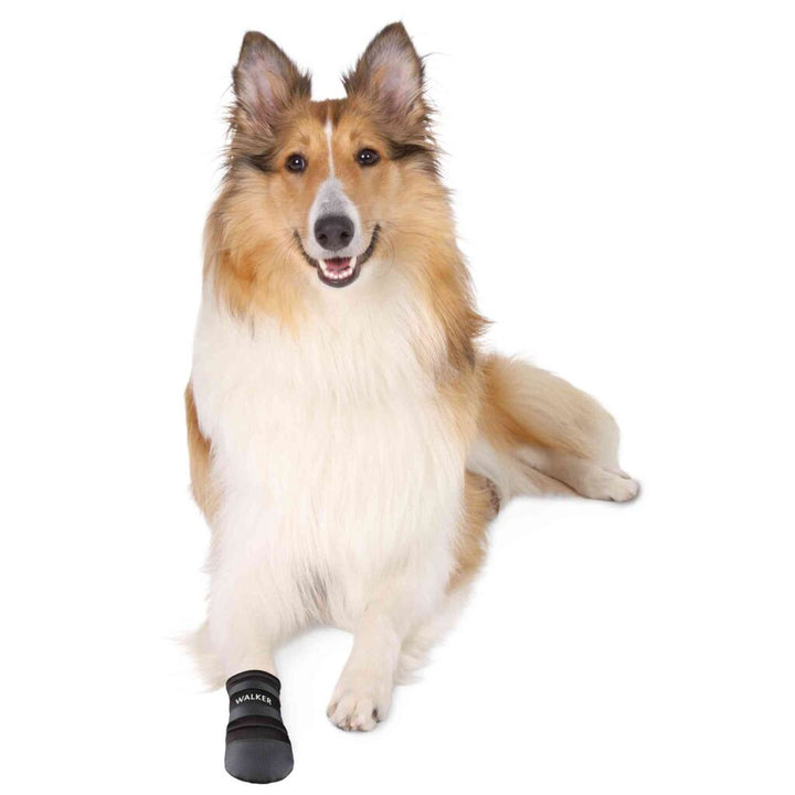 Collie wearing a Trixie Walker Care Protective Dog Boot on its front paw