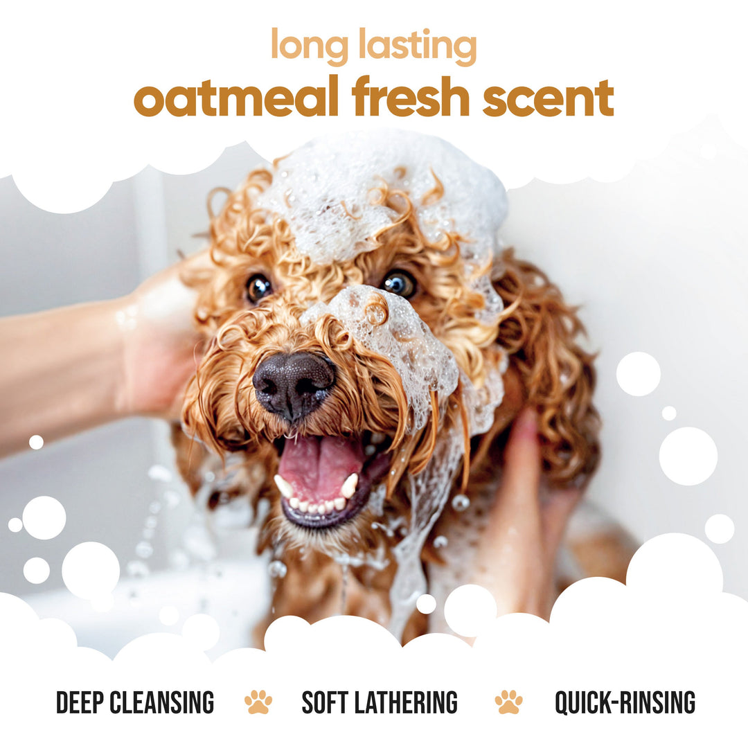 Dog being washed with Buddycare Oatmeal Shampoo, long lasting oatmeal fresh scent