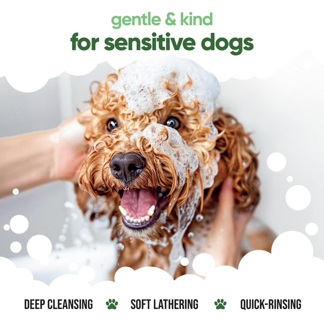 Dog being washed with Buddycare shampoo: gentle and kind for sensitive dogs, deep cleansing, soft lathering, quick rinsing